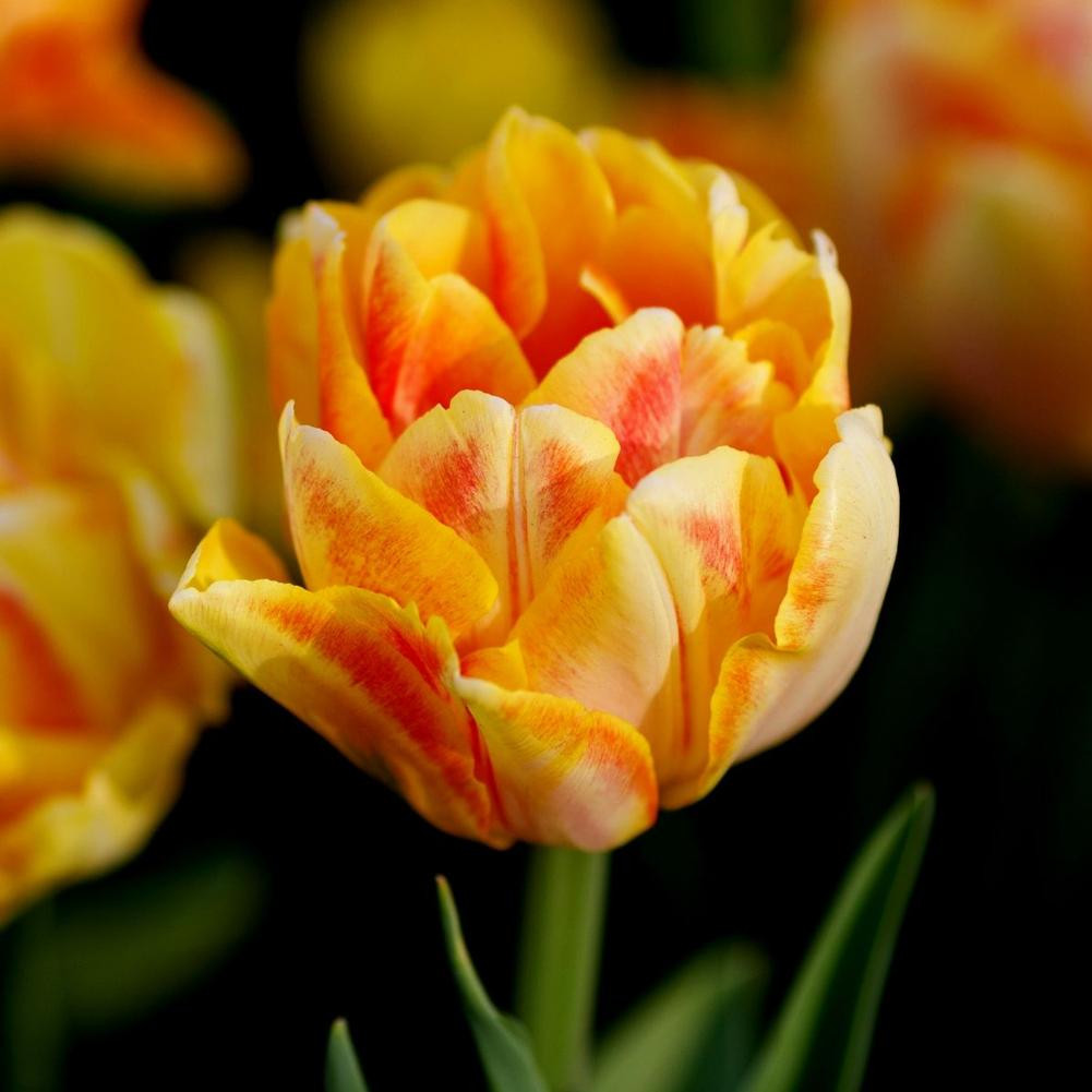 Tulip Double Early Foxy Foxtrot - 20 bulbs - Longfield Gardens