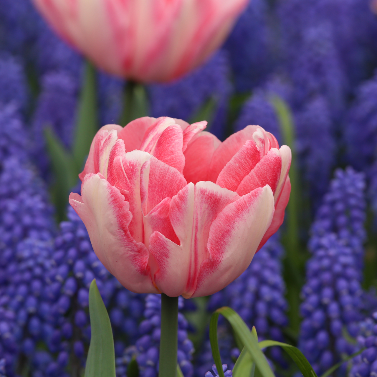 Tulip Foxtrot & Muscari Armeniacum - Thumbnail 3