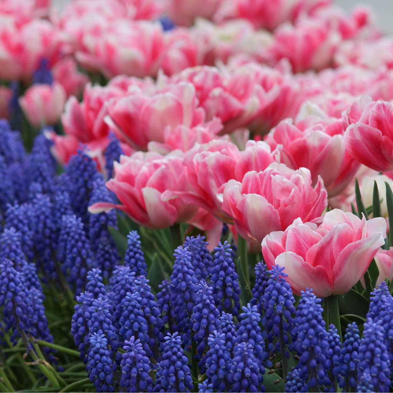 Tulip Foxtrot & Muscari Armeniacum