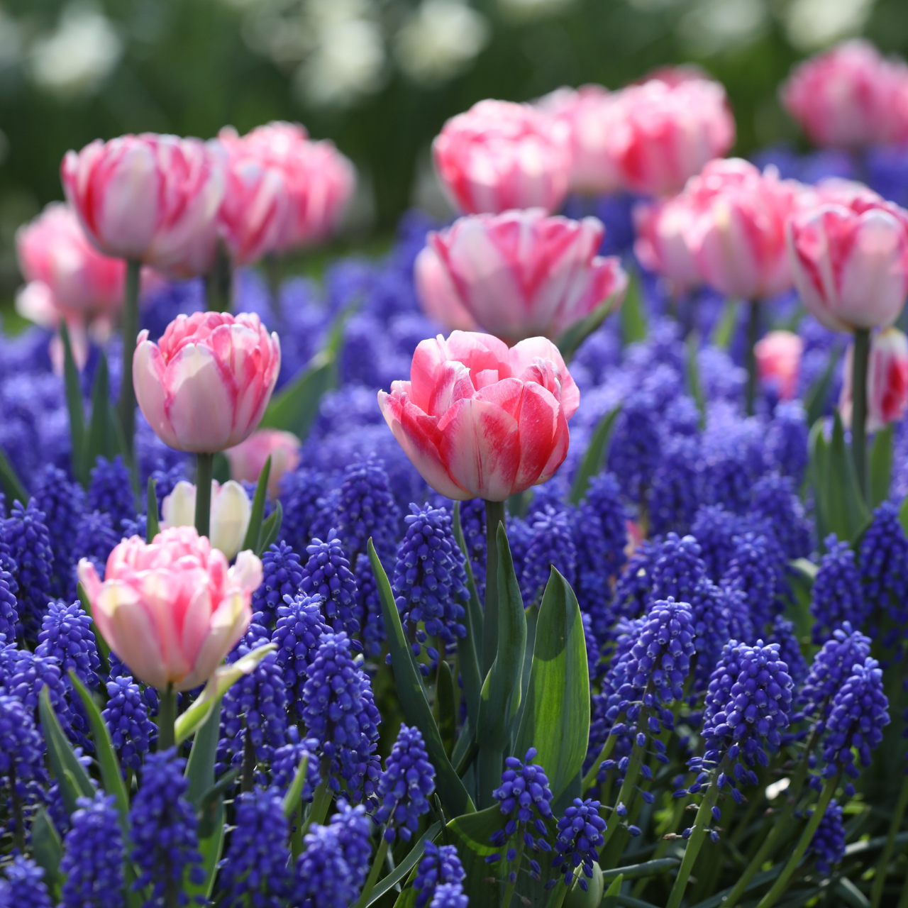 Tulip Foxtrot & Muscari Armeniacum - Thumbnail 4