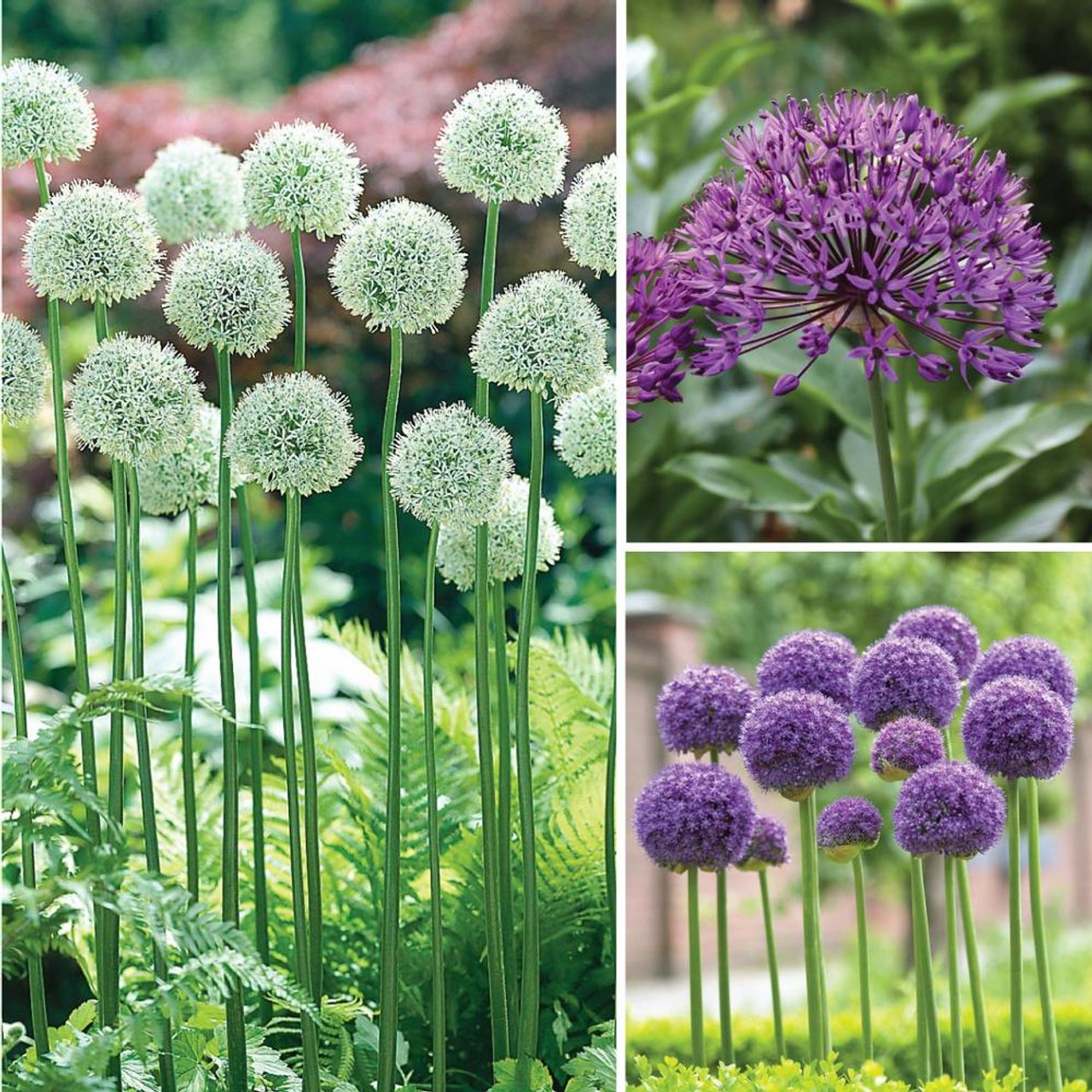 Allium Assorted Daring Forms Collection - 44 count