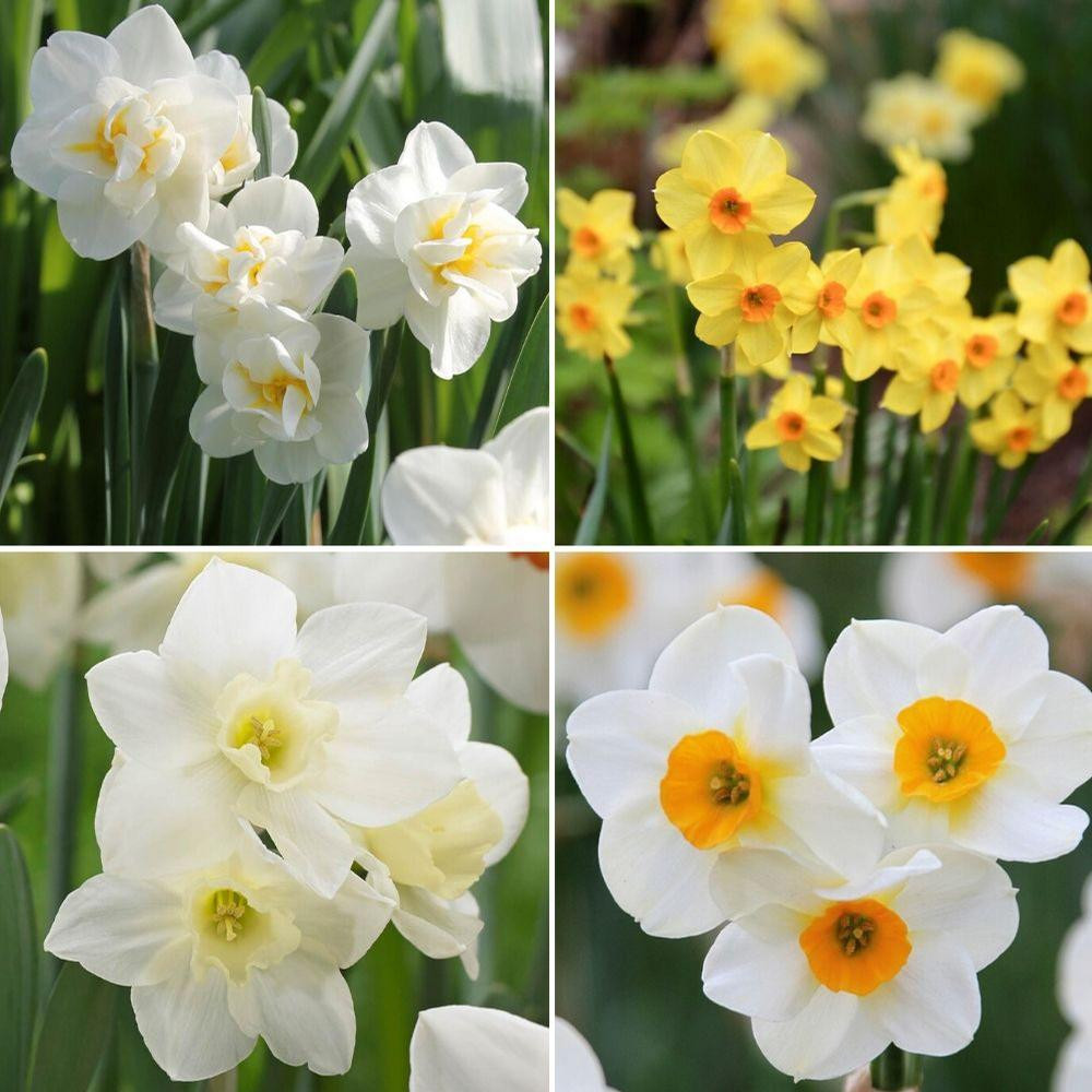 Daffodil Assorted Heat Tolerant Daffodil Collection - 80 count