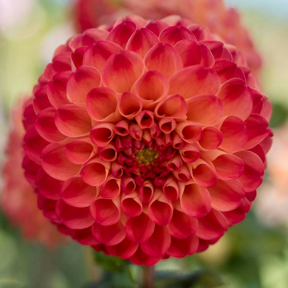 Dahlia Ball Mirella