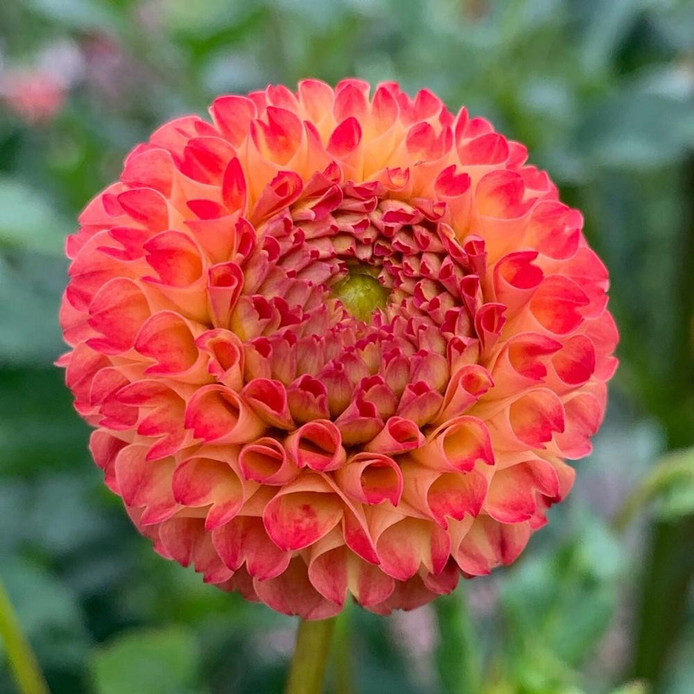 Dahlia Ball Mirella - Thumbnail 2