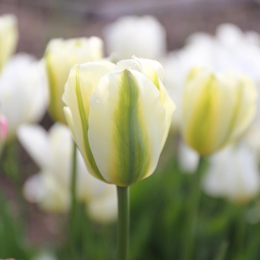 Tulip Triumph Green Spirit