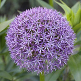 Alliums