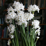 Paperwhites