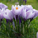 Crocus Large Flowering Pickwick - 25 corms - Longfield Gardens
