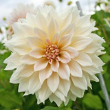 Dahlias