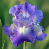 Bearded Iris (Germanica)