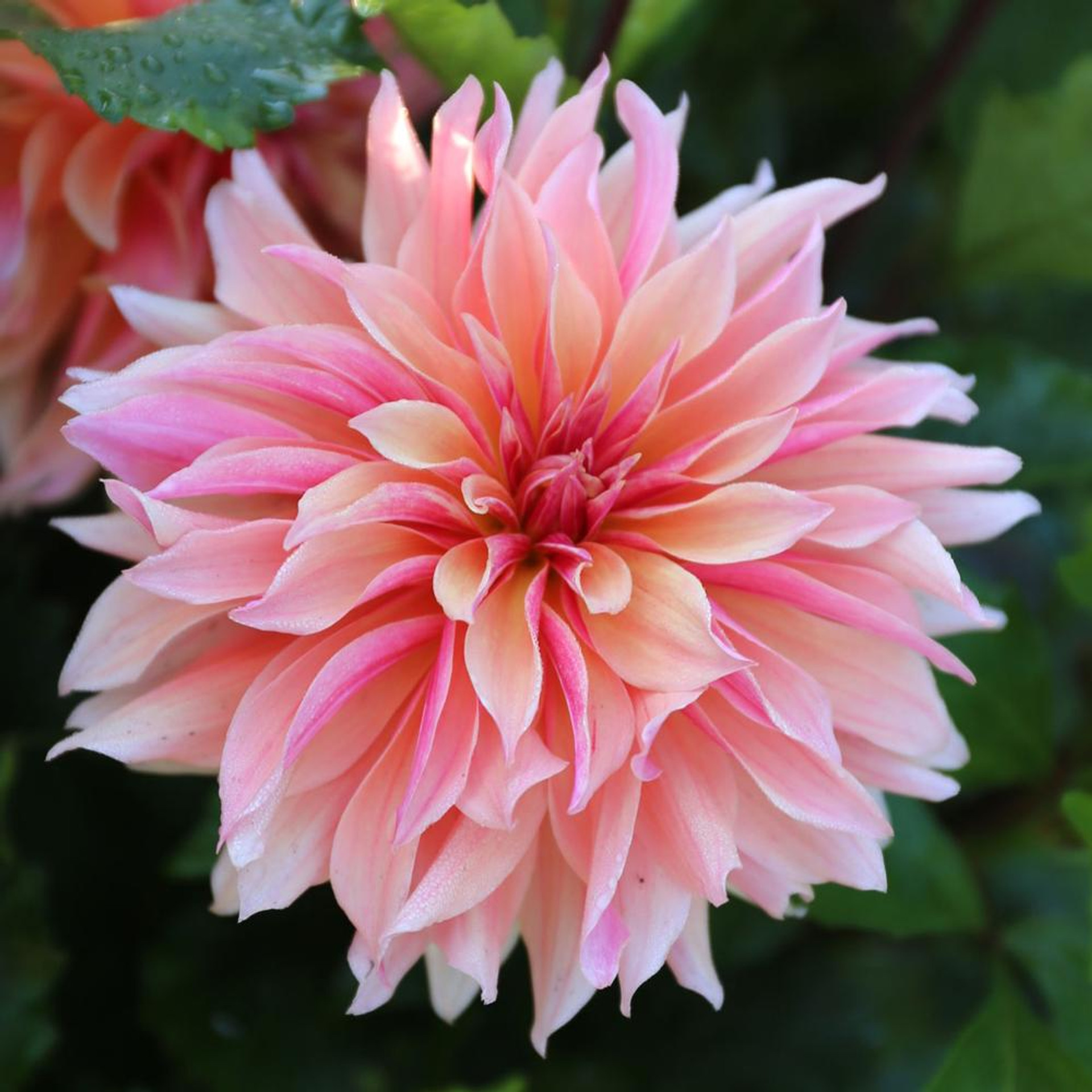 Dahlia Decorative Labyrinth 2 Tuber Clumps Longfield Gardens Dahlia Decorative Labyrinth 2 Tuber Clumps Longfield Gardens