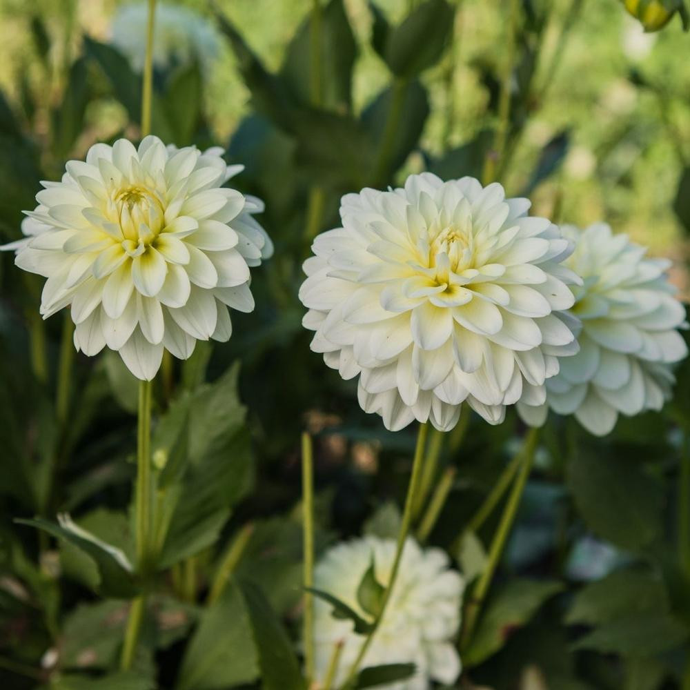 Dahlia Waterlily White Onesta - 2 tuber clumps - Longfield Gardens