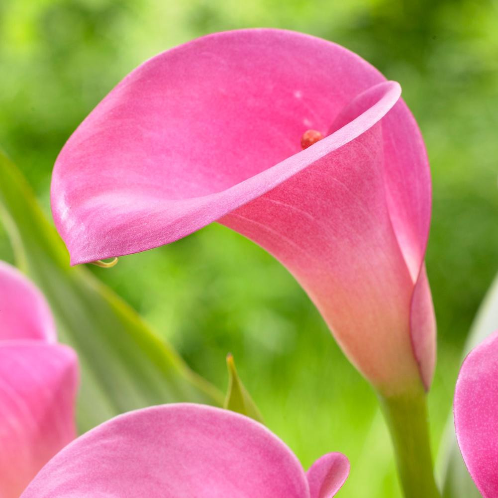 Calla Lilies for Sale Shop Zantedeschia Bulbs Longfield Gardens