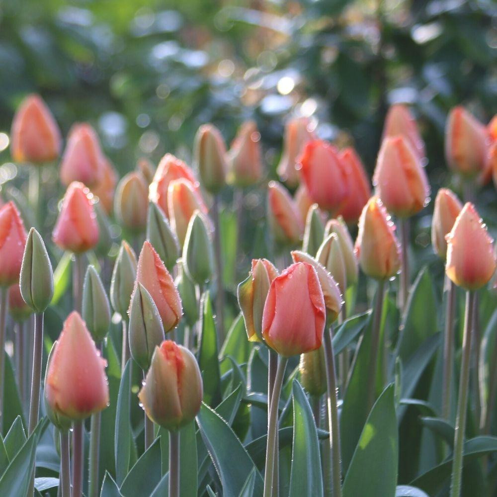 Tulip Darwin Hybrid Lightning Sun 20 bulbs Longfield Gardens