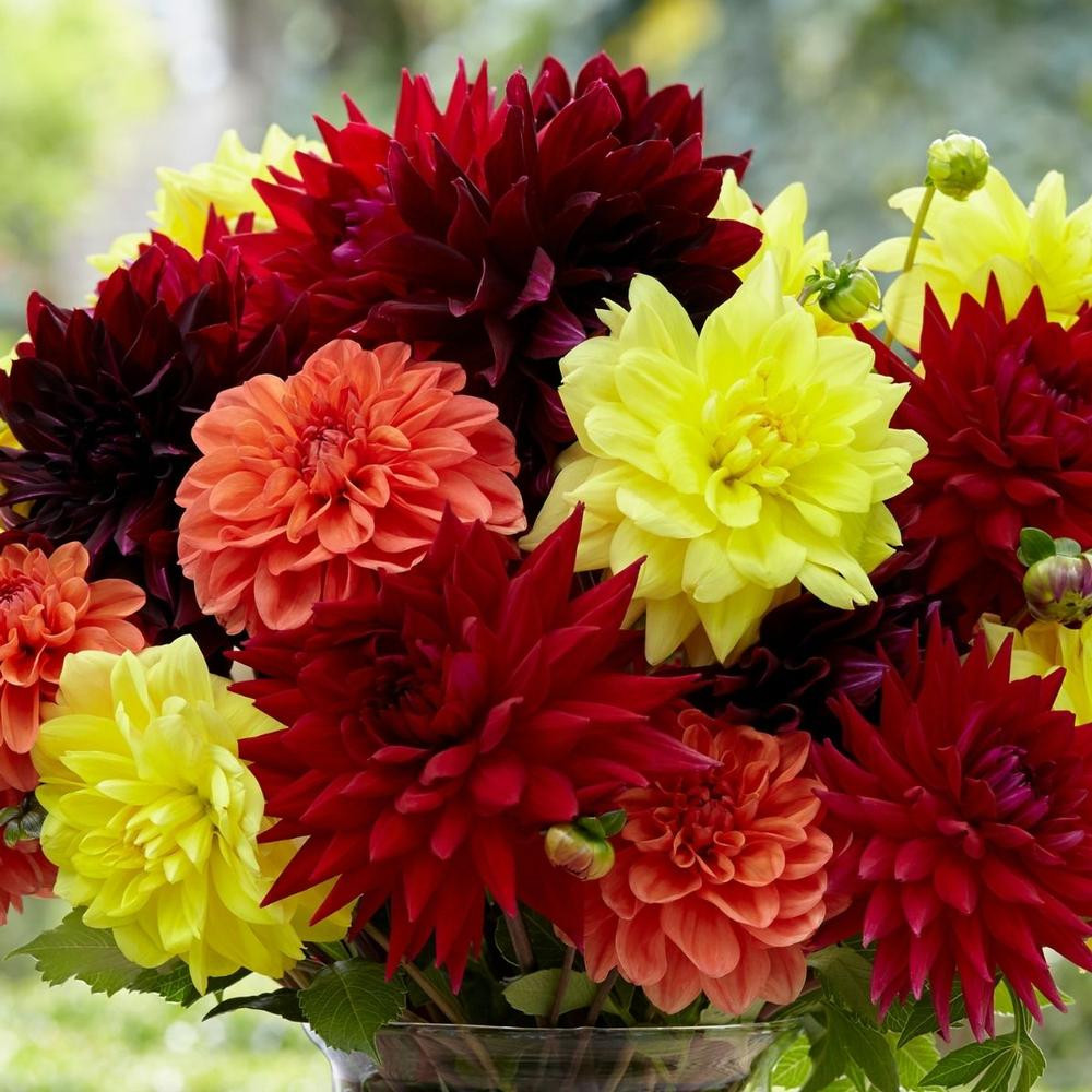 Dahlia Dinnerplate High Summer Mix Bulk Offer 6 tuber clumps
