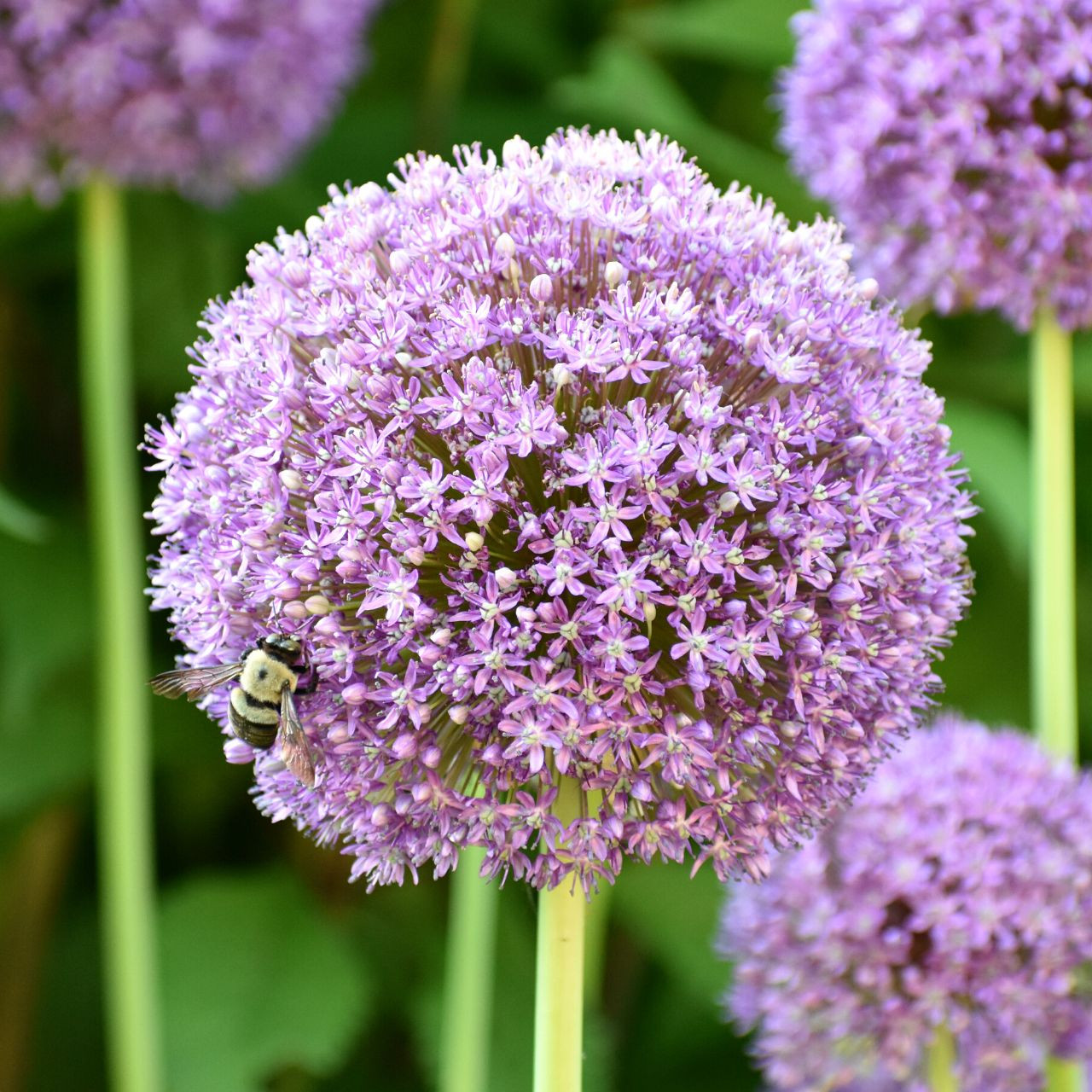Allium Bulbs for Sale Shop Ornamental Onions Longfield Gardens Page 2