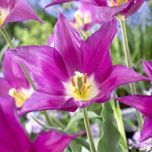Tulip Lily Flowering Purple Dream 10 bulbs Longfield Gardens