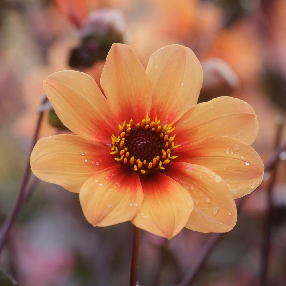 Dahlias for Sale Shop our Most Popular Bulbs Longfield Gardens