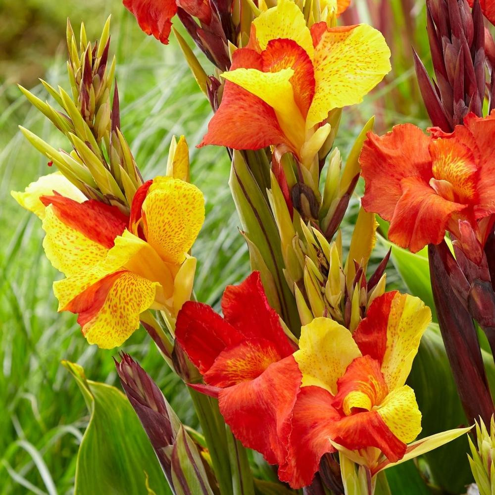 Cannas Bulbs for Sale Longfield Gardens