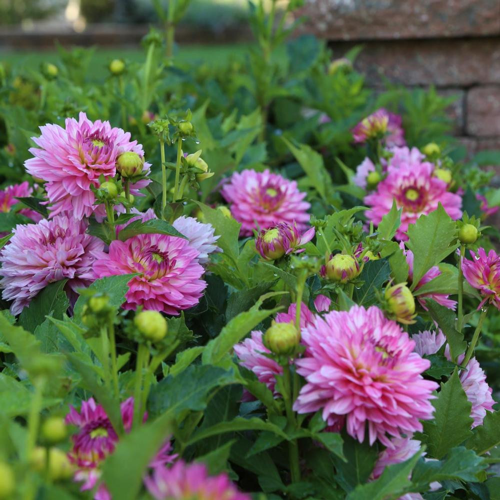 Dahlia Border Decorative Gallery Bellini 2 tuber clumps Longfield