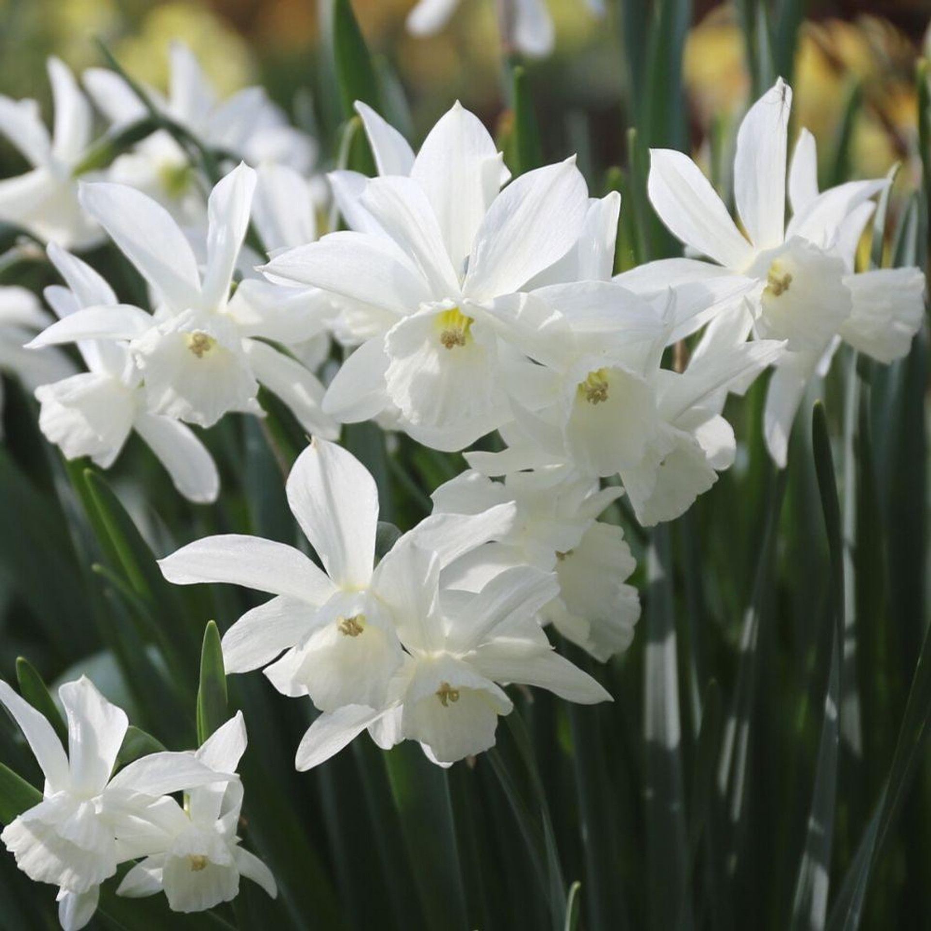 Daffodils for Sale Shop Narcissus Bulbs Longfield Gardens
