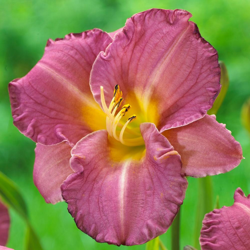 Daylilies for Sale Shop Hemerocallis Plants Longfield Gardens