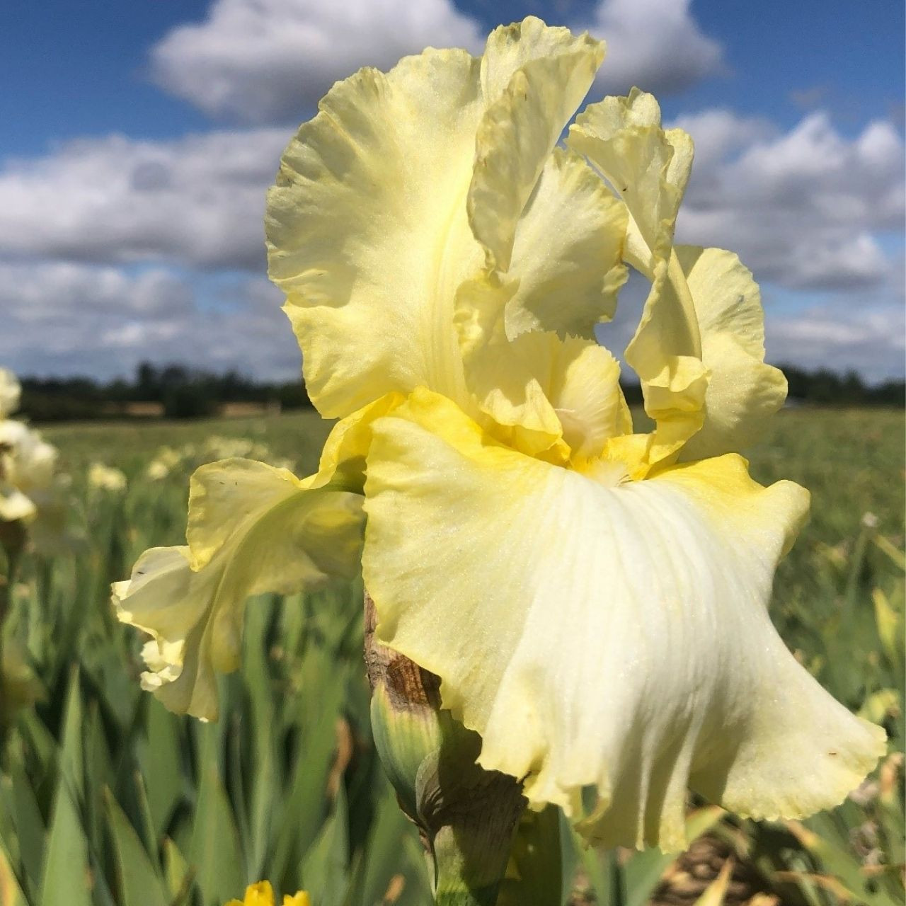 Bearded Iris for Sale Shop Iris Germanica Bulbs Longfield Gardens