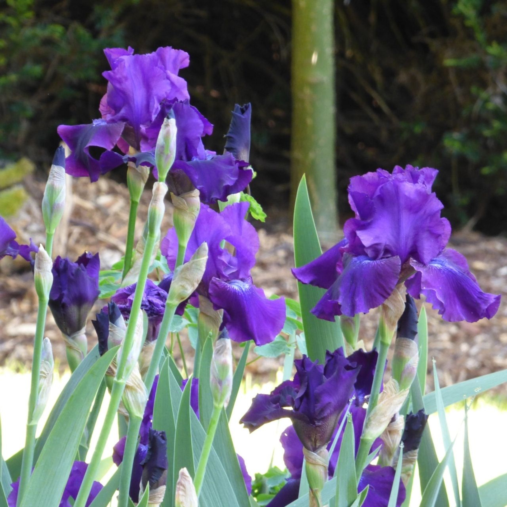 Bearded Iris Rosalie Figge 2 rhizomes Longfield Gardens