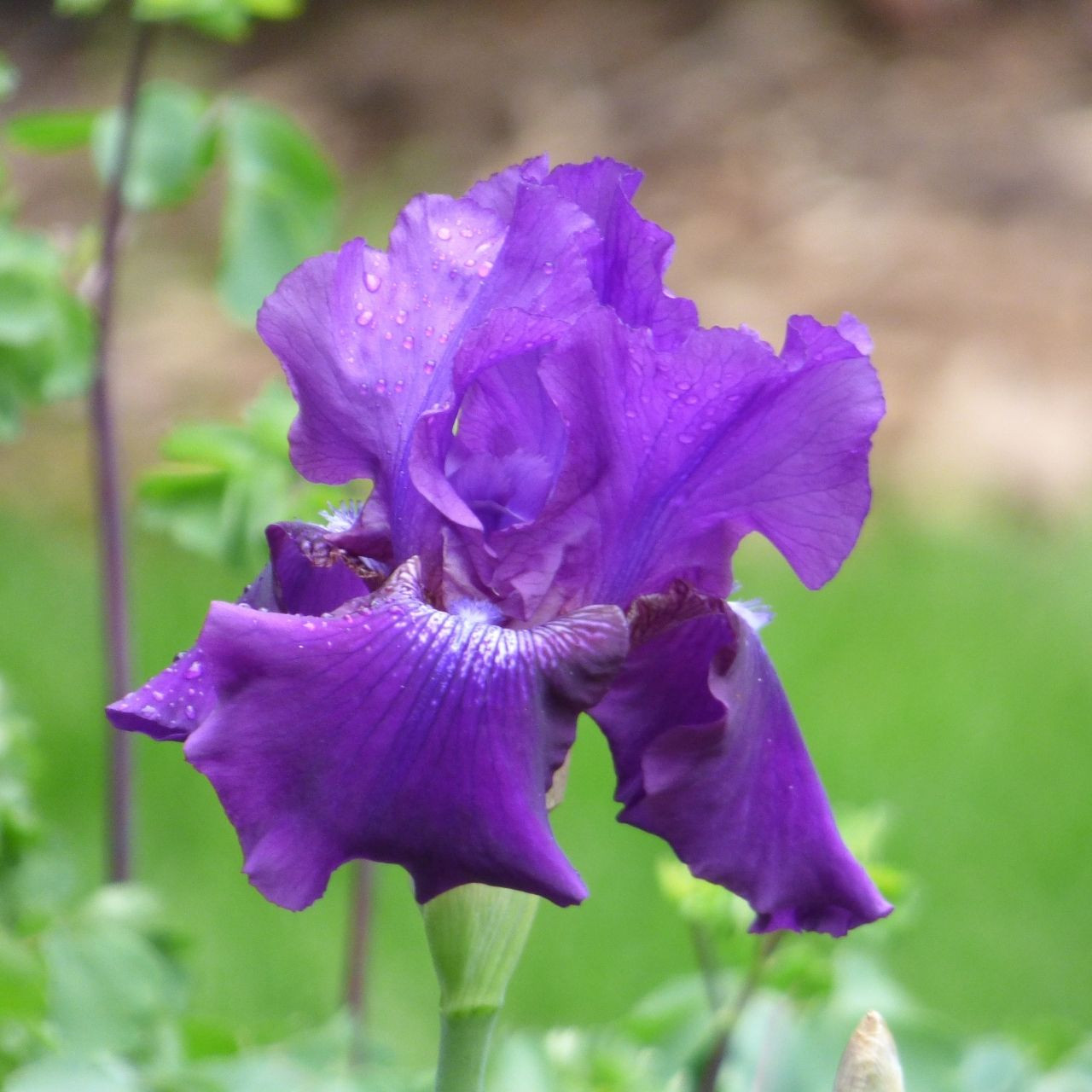 Bearded Iris for Sale Shop Iris Germanica Bulbs Longfield Gardens