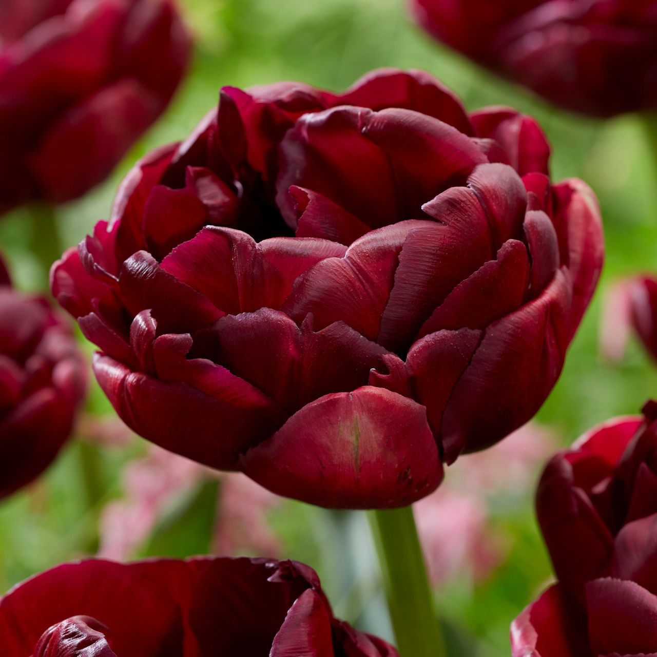 Shop Tulip Bulbs for Sale Longfield Gardens Page 2