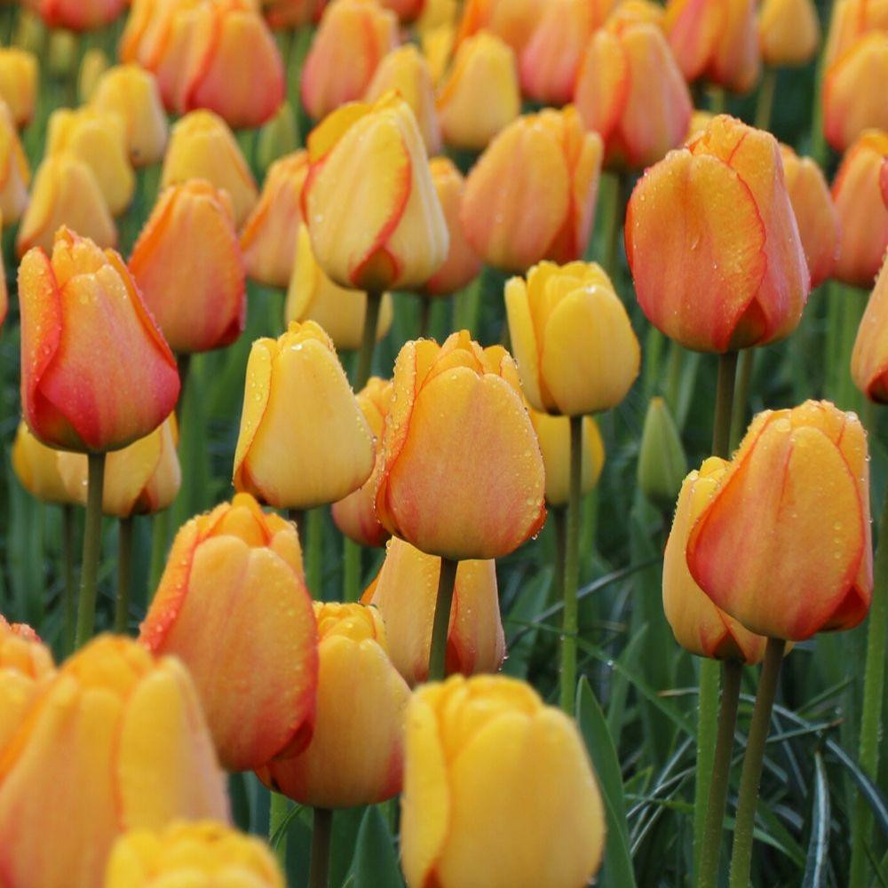 Tulip Darwin Hybrid Blushing Apeldoorn - 20 bulbs - Longfield Gardens