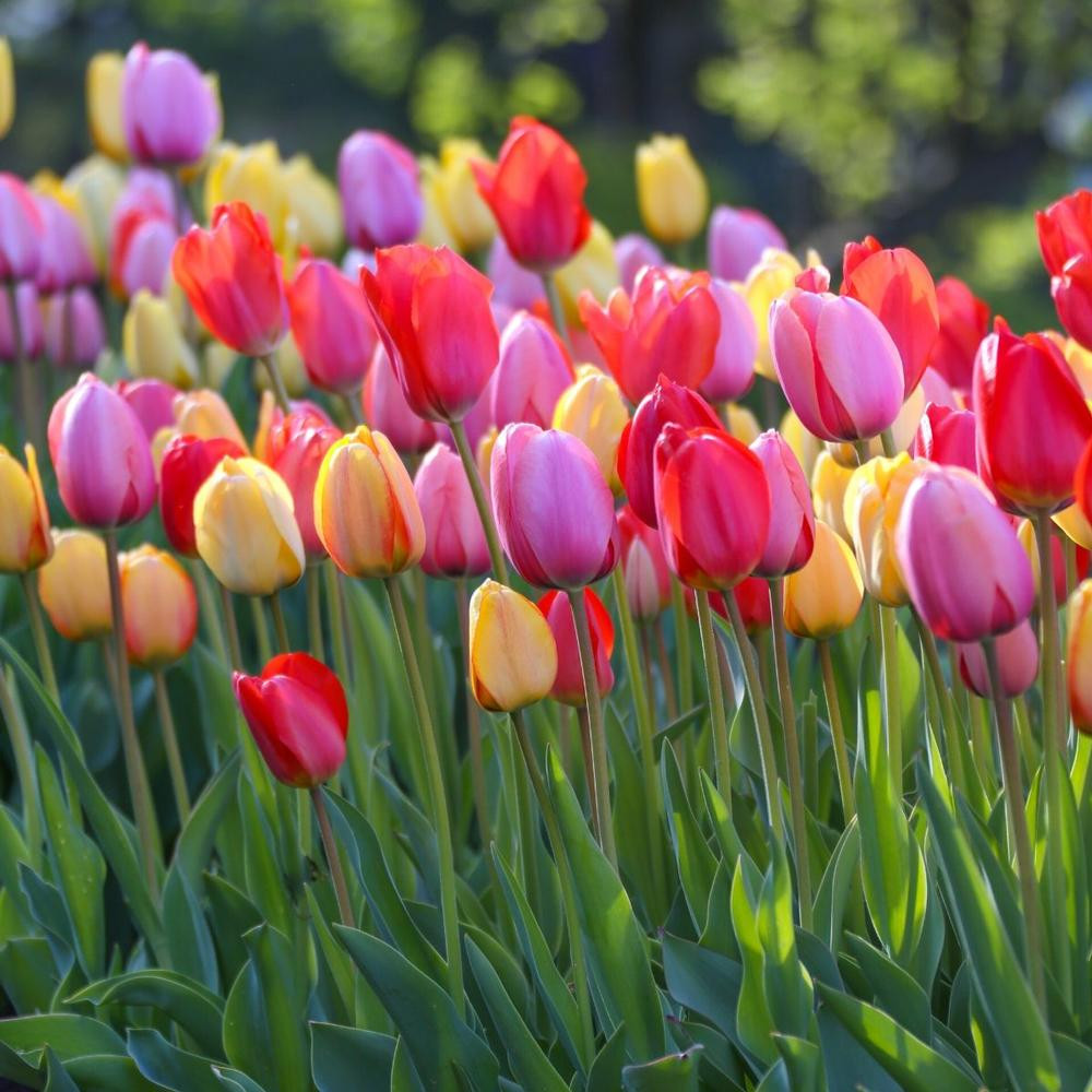 Shop Tulip Bulbs for Sale Longfield Gardens