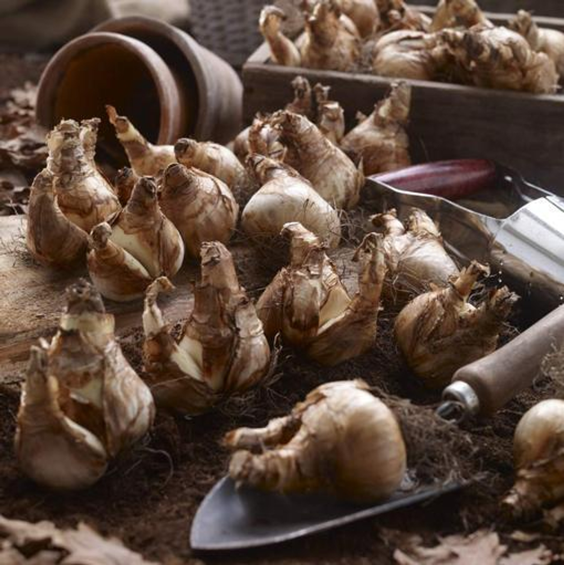 Daffodil Naturalizing Mix Bulk Offer 100 bulbs Longfield Gardens