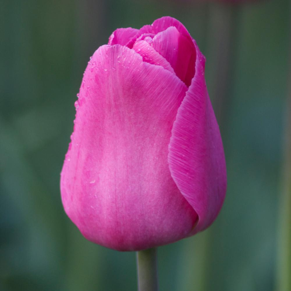 Tulip Triumph Barcelona 20 bulbs Longfield Gardens