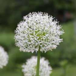 Side view of allium Mt. Everest, Allium stipitatum, showing the flower's sparkling, pure white florets.