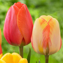 Two tulip flowers featuring red and yellow Darwin hybrid varieties Beauty of Spring and Ad Rem.