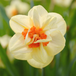 Close up of a single blossom of narcissus Tahiti, showing this award winning double daffodil's large flowers with multiple layers of fragrant, pale yellow and red-orange petals.