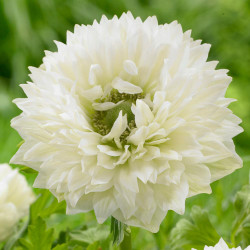 The frilly white, double flowers of anemone St Brigid Mt Everest.