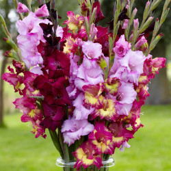 Gladiolus Large Flowering Purple Explosion Mix