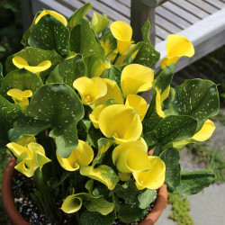A pot of bright yellow Gold Crown calla lilies blooming in on a sunny patio.