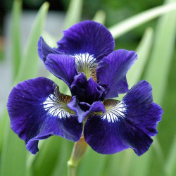 Iris Siberica Shirley Pope