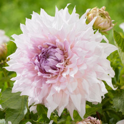 A single blossom of dinnerplate dahlia Shiloh Noelle, showing the flower's frilly, pale pink and lavender petals.