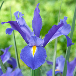 A single blossom of Dutch iris Discovery, displaying its purple-blue petals and decorative yellow markings.