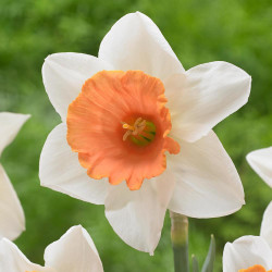 Midseason daffodil Full Throttle, showing the flower's pure white petals and prominent, soft orange cup that's flared and edged with ruffles.