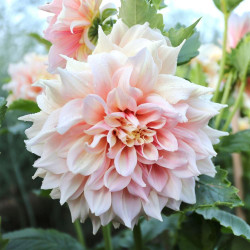 Dinnerplate dahlia Breakout, showing this variety's large flowers with lush, cream and soft pink petals.