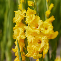 The brilliant, chrome yellow flower spikes of gladiolus Strong Gold.