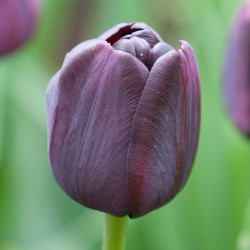 A single blossom of the classic, maroon and almost black Triumph tulip Paul Scherer