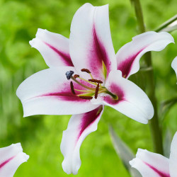 Oriental Trumpet Lily Gaucho, which has large white flowers with deep pink centers.