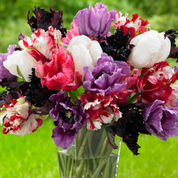 Plum Parrot Tulip Mix in a clear glass vase, featuring an assortment of colorful parrot tulips with blossoms that are maroon, purple, white, pink, and white with red stripes.