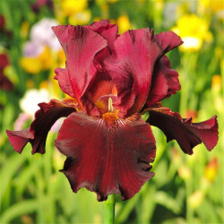 Bearded Iris Bernice's Legacy